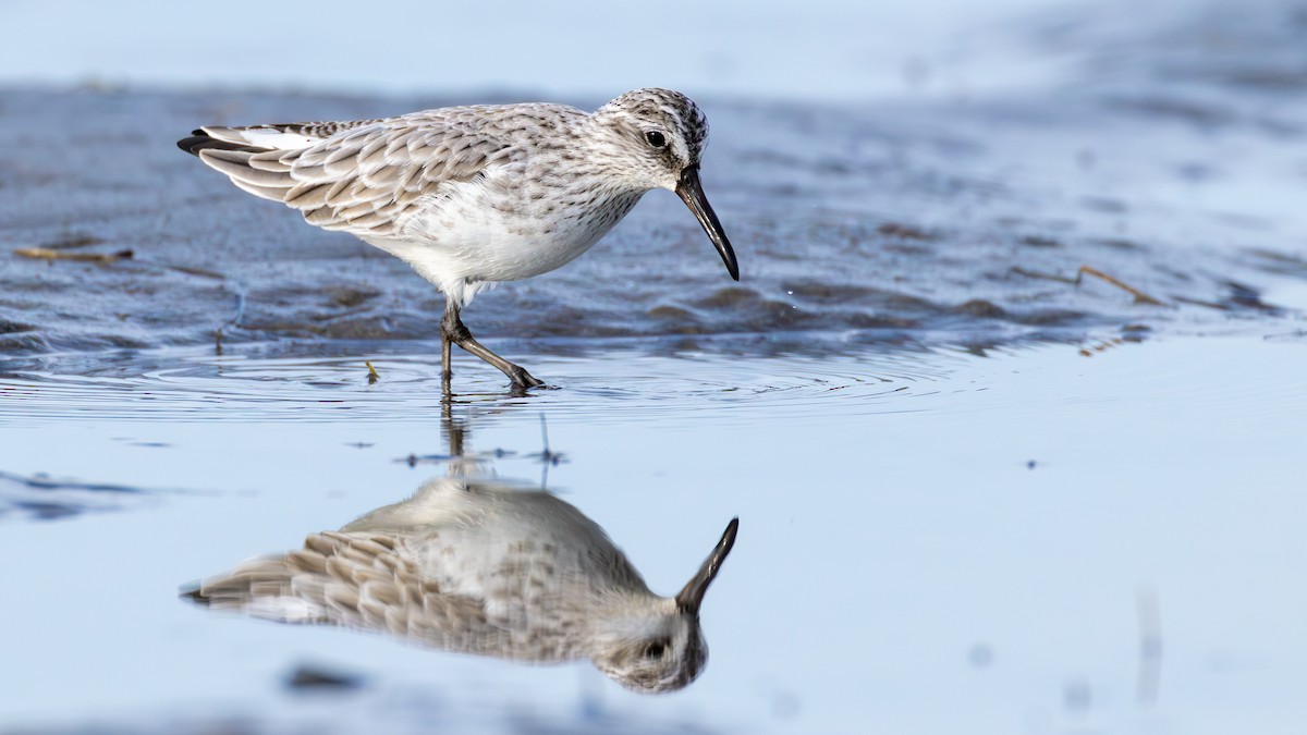Broad-billed Sandpiper - ML644586806