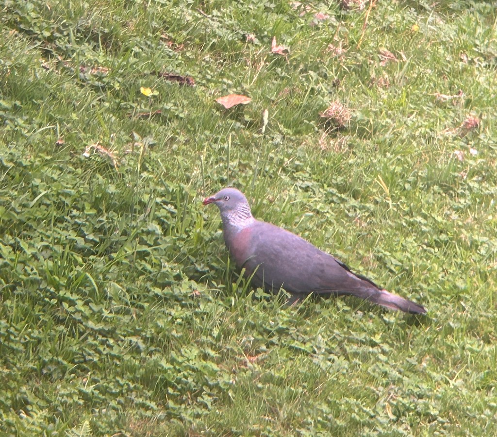 Мадейрский вяхирь - ML644586807