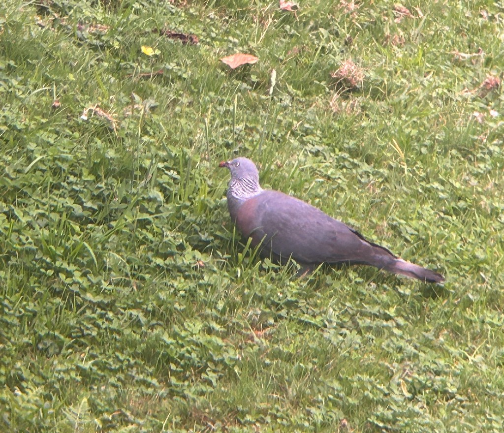 Мадейрский вяхирь - ML644586808