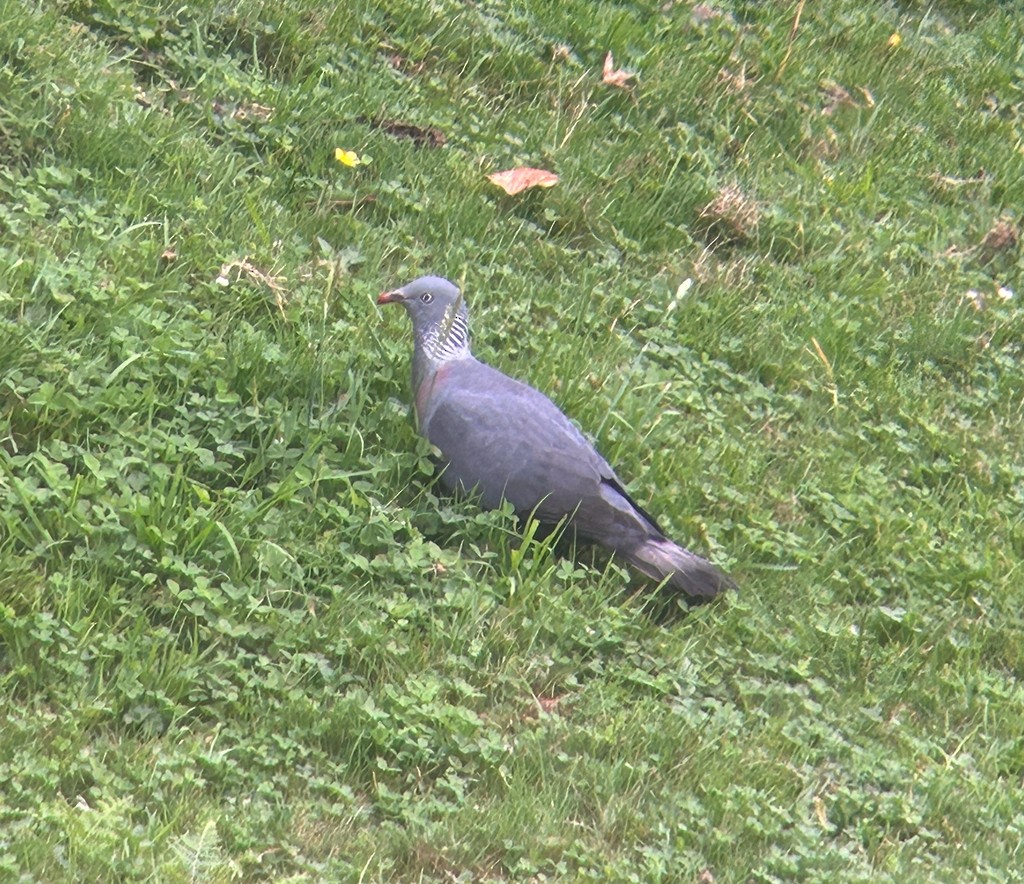 Мадейрский вяхирь - ML644586809