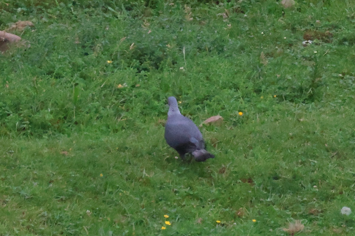 Мадейрский вяхирь - ML644586810