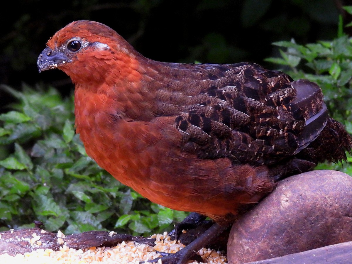 Chestnut Wood-Quail - ML644586811