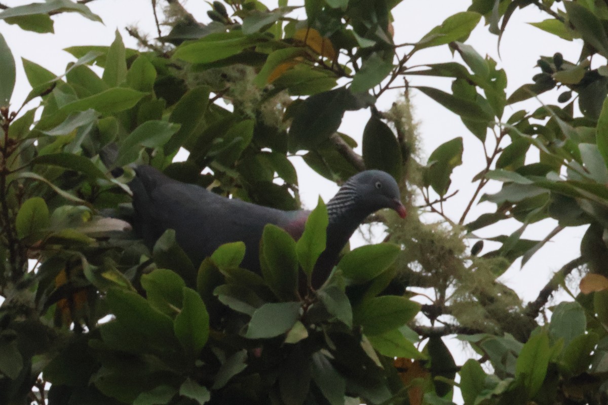 Мадейрский вяхирь - ML644586812