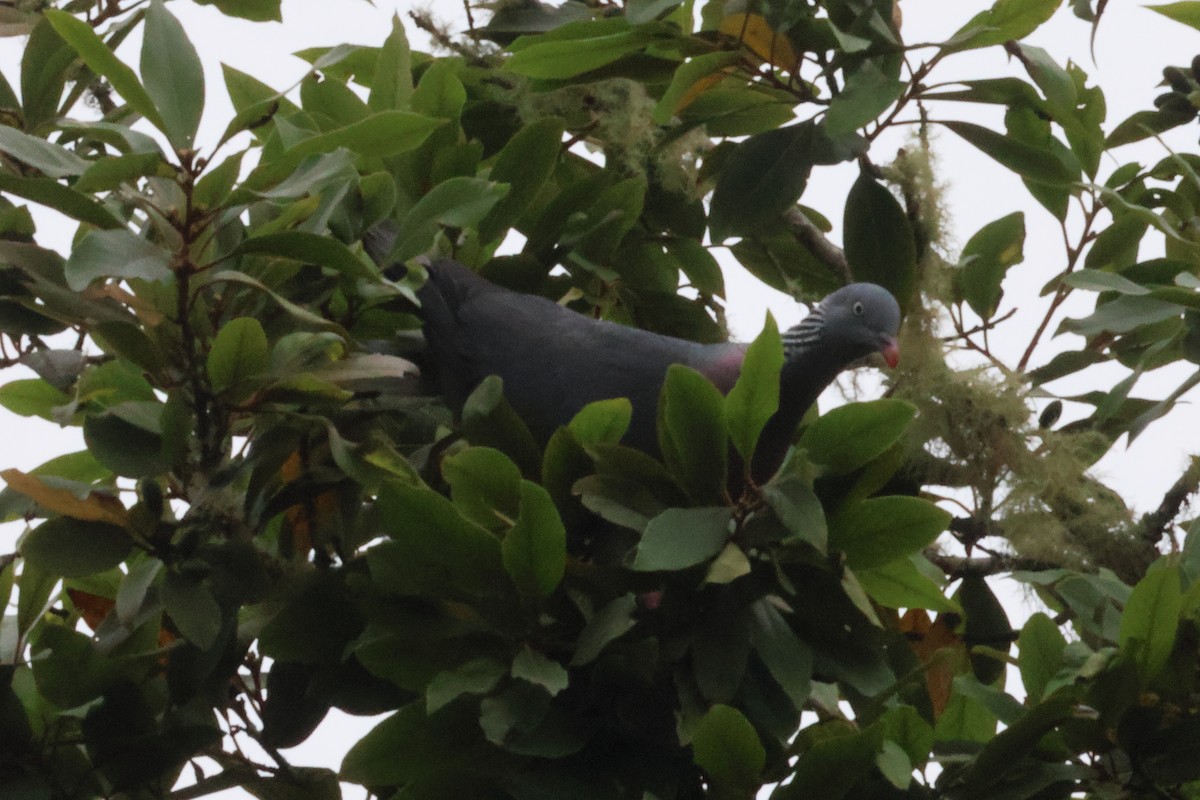 Мадейрский вяхирь - ML644586813