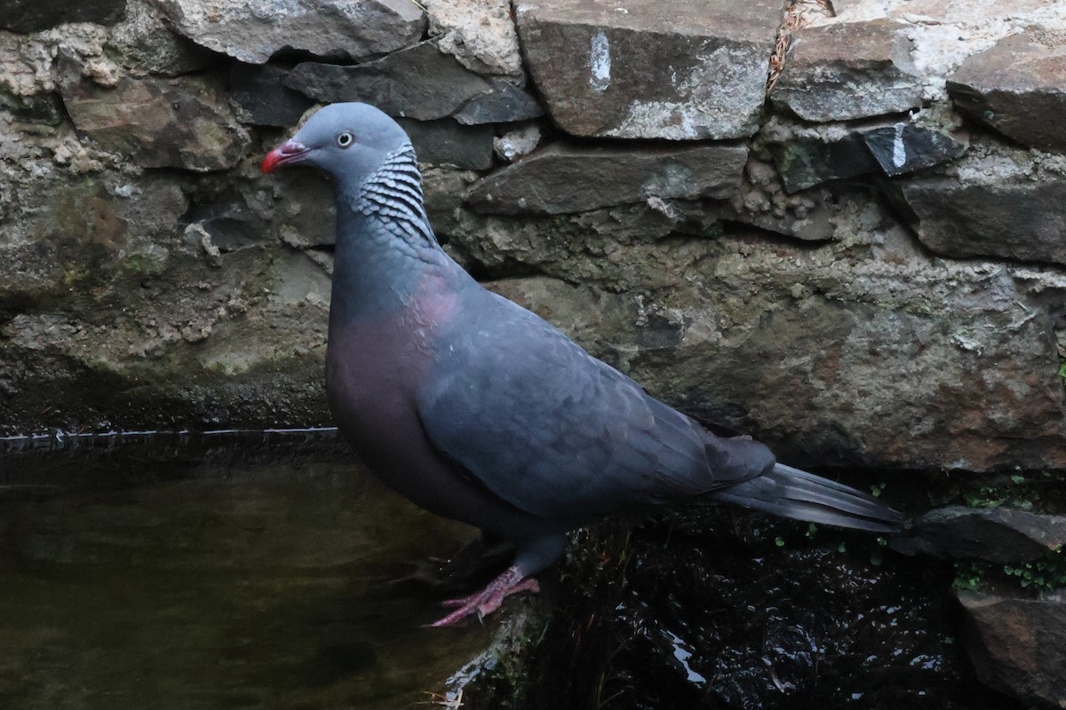 Мадейрский вяхирь - ML644586814