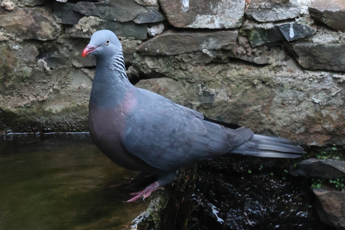 Мадейрский вяхирь - ML644586815