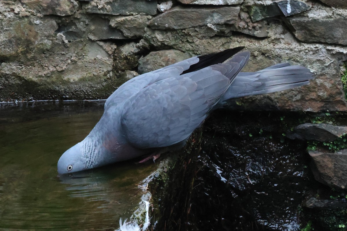 Мадейрский вяхирь - ML644586816