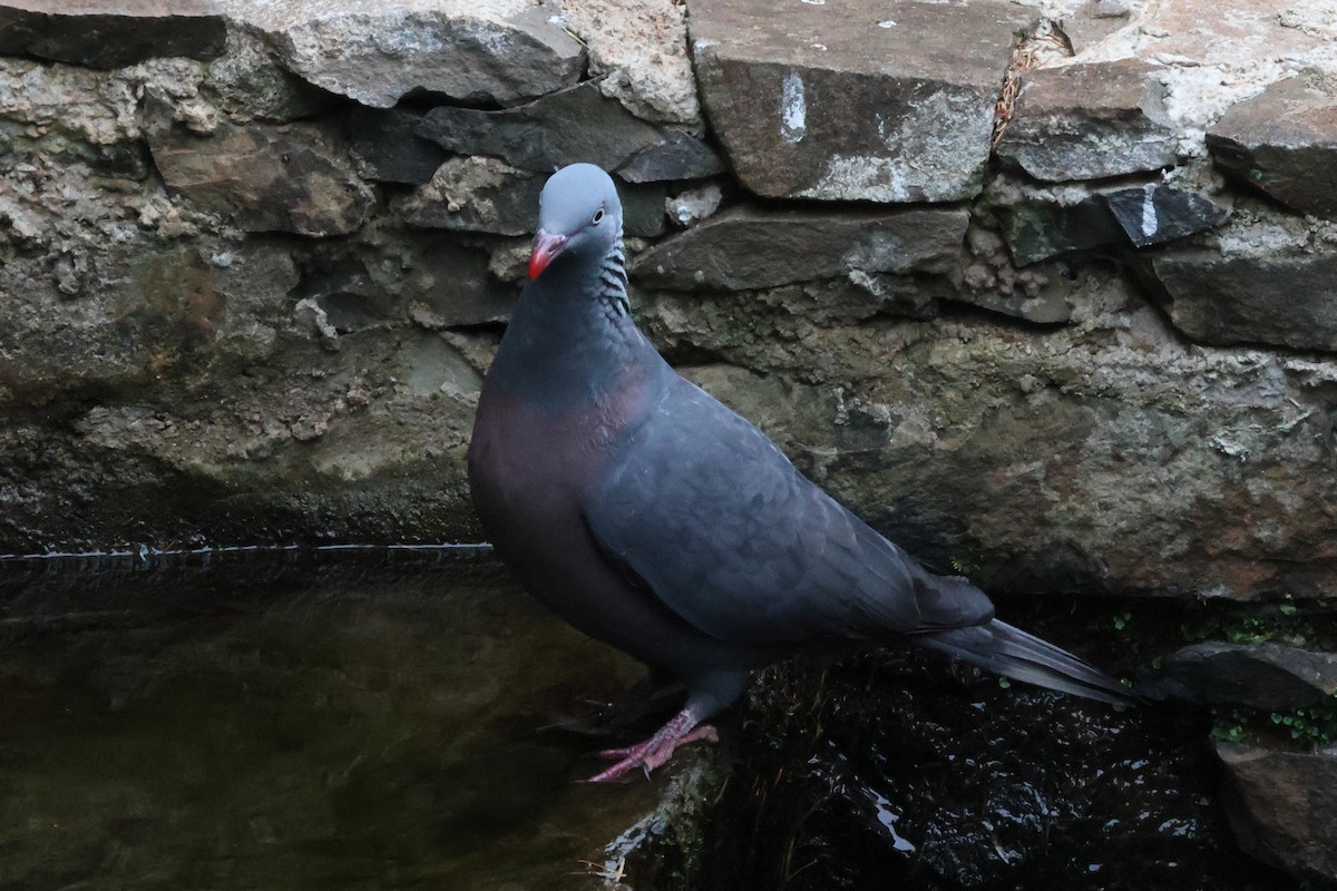 Мадейрский вяхирь - ML644586817