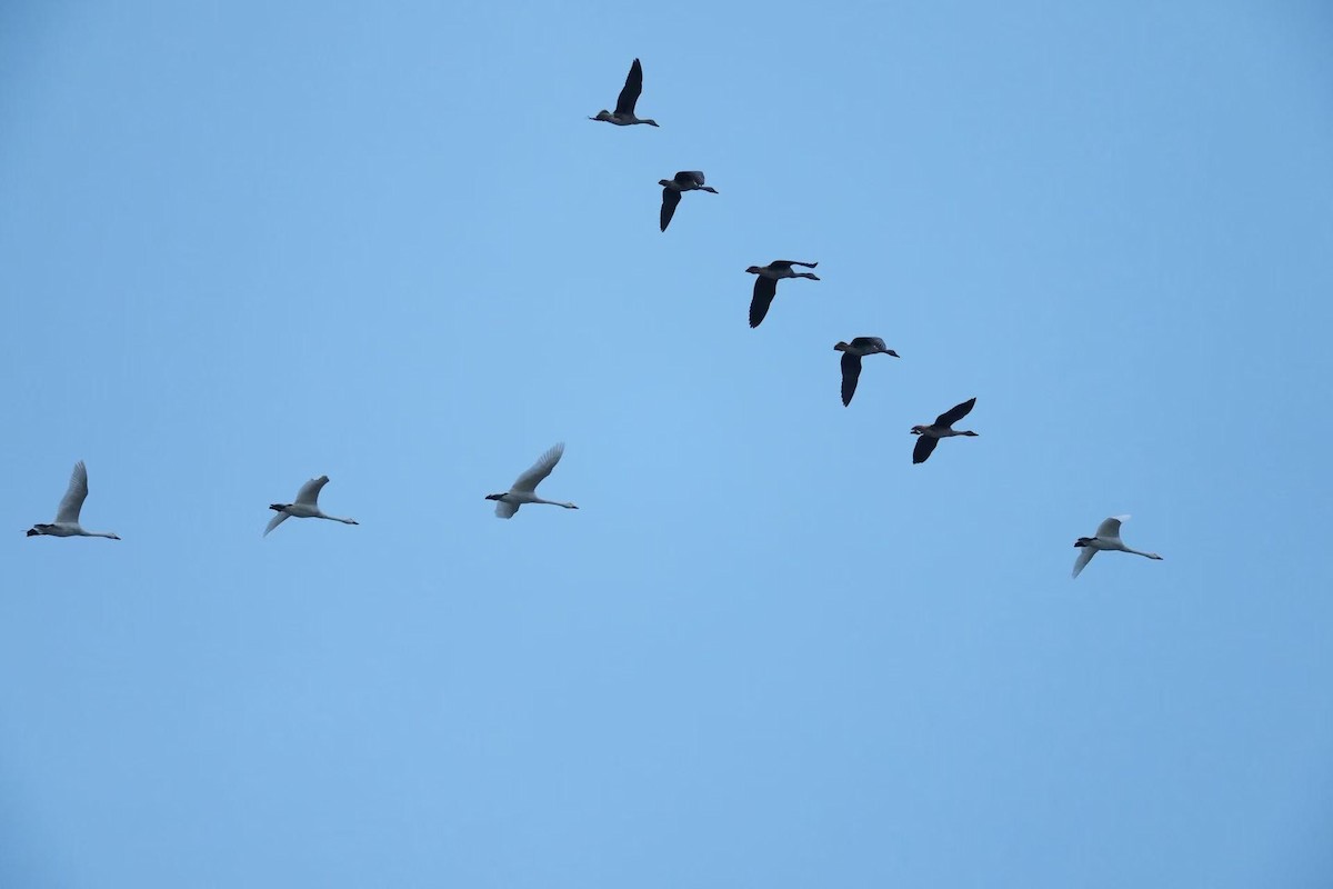 Tundra Swan (Bewick's) - ML644586818
