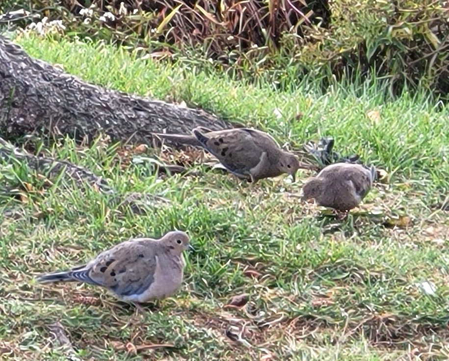 Mourning Dove - ML644586819