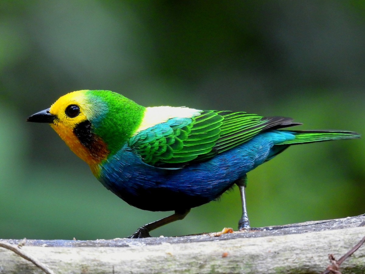 Multicolored Tanager - ML644586823