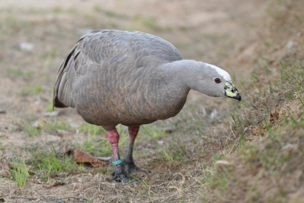 Cape Barren Goose - ML644586827