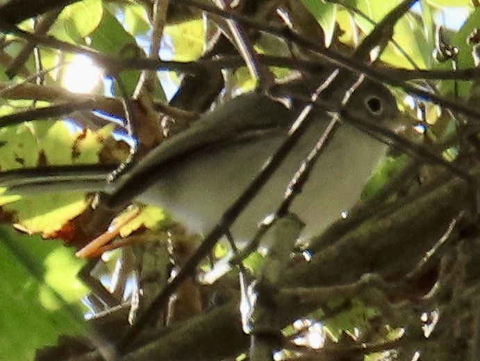 Blaumückenfänger - ML644586840