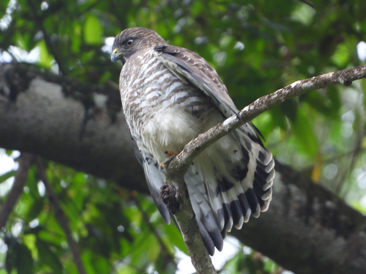 Busardo Aliancho - ML644586843