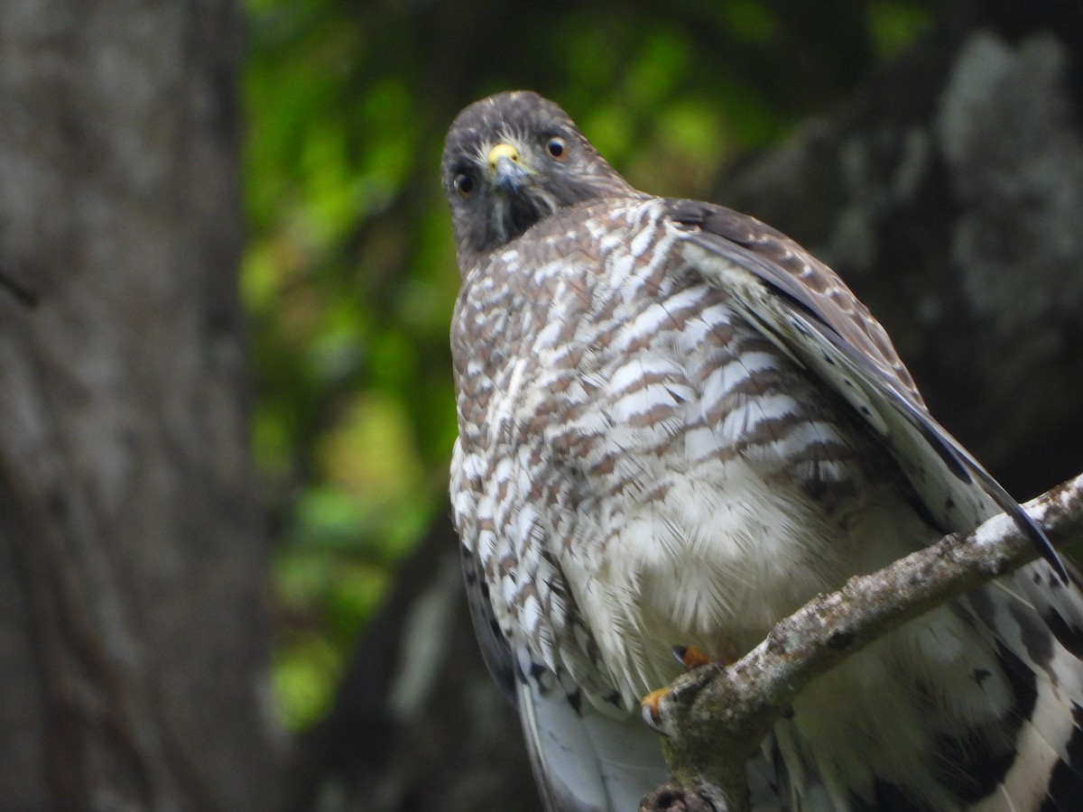 Busardo Aliancho - ML644586844