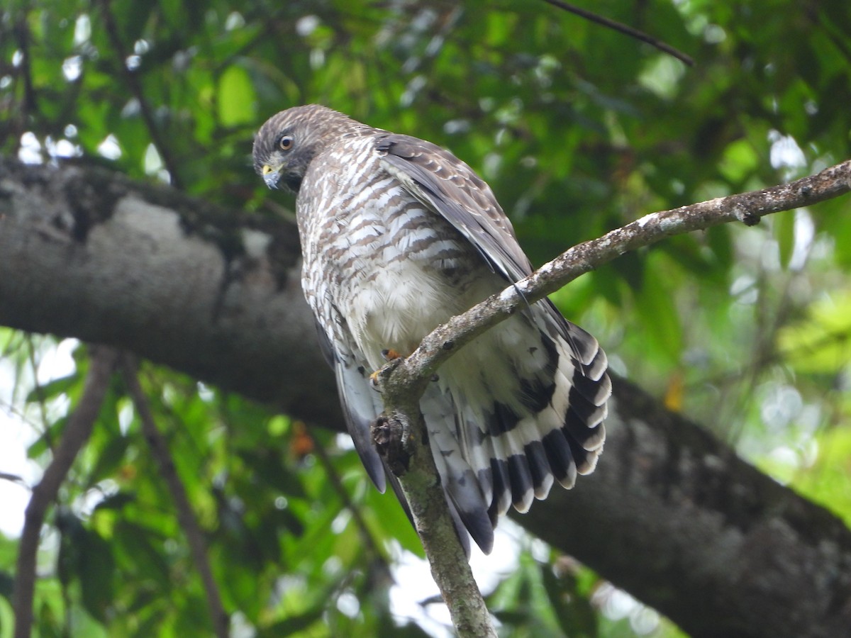 Busardo Aliancho - ML644586845