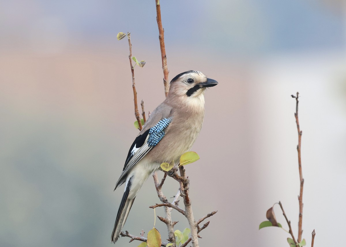 Eskinoso eurasiarra - ML644586850