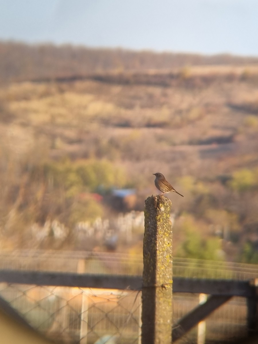 Dunnock - ML644586852