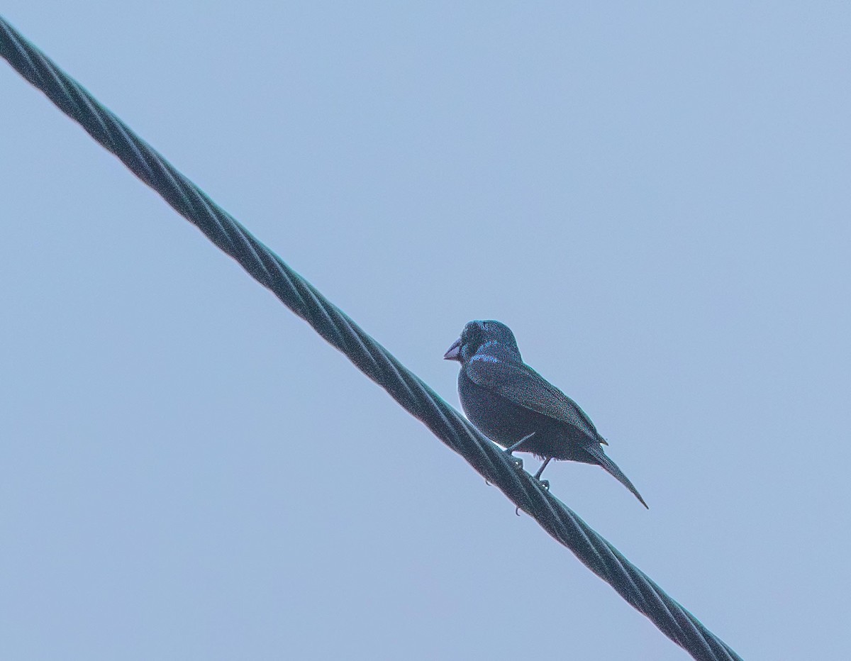 Blue Bunting - ML644586857