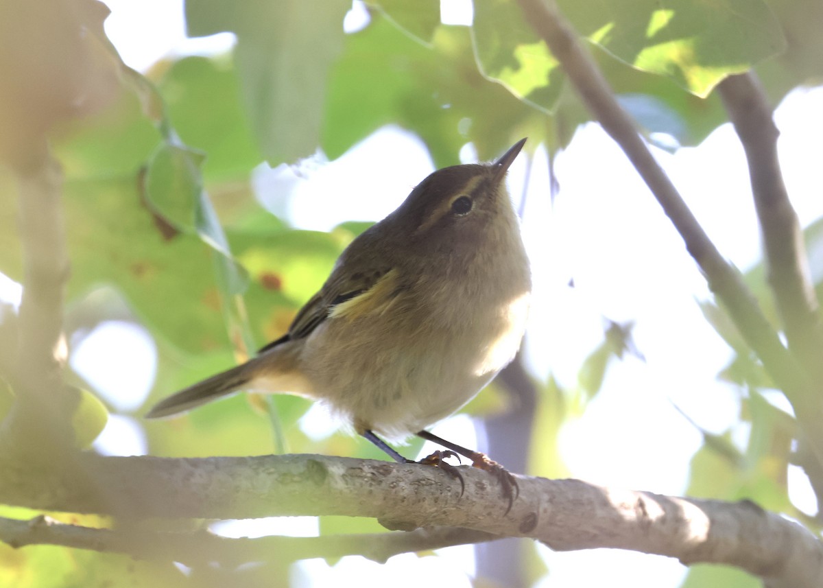 Txio arrunta - ML644586860