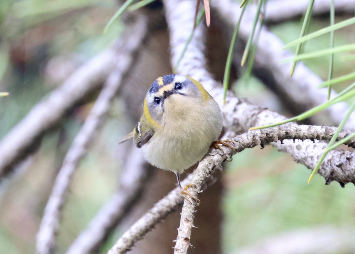 Erregetxo bekainzuria - ML644586863