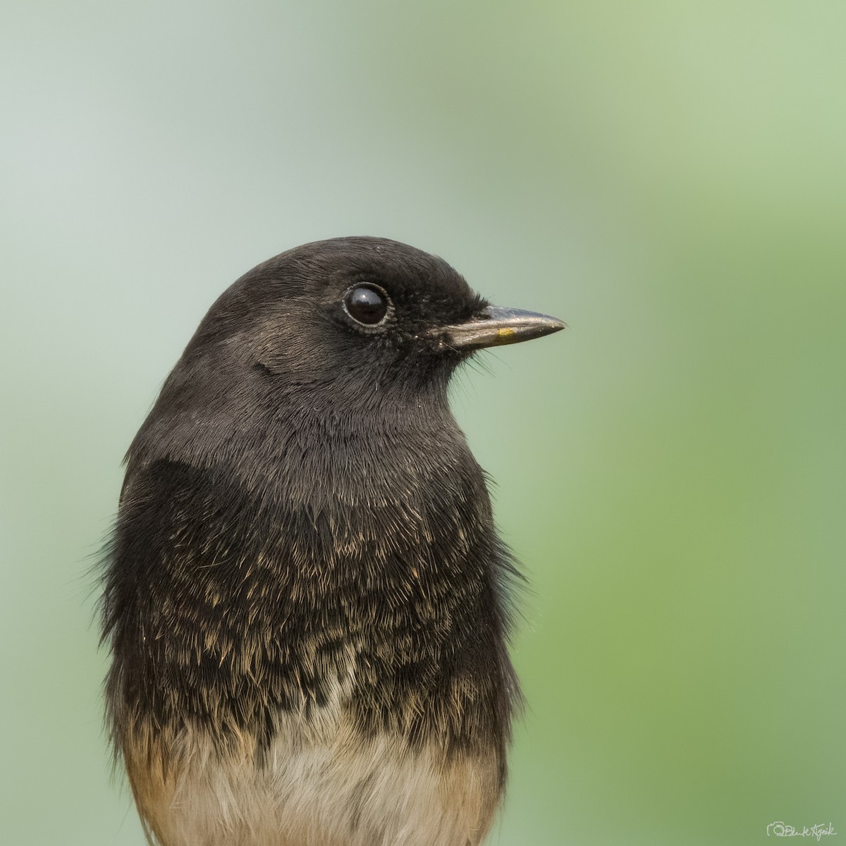 svartskvett - ML644586865