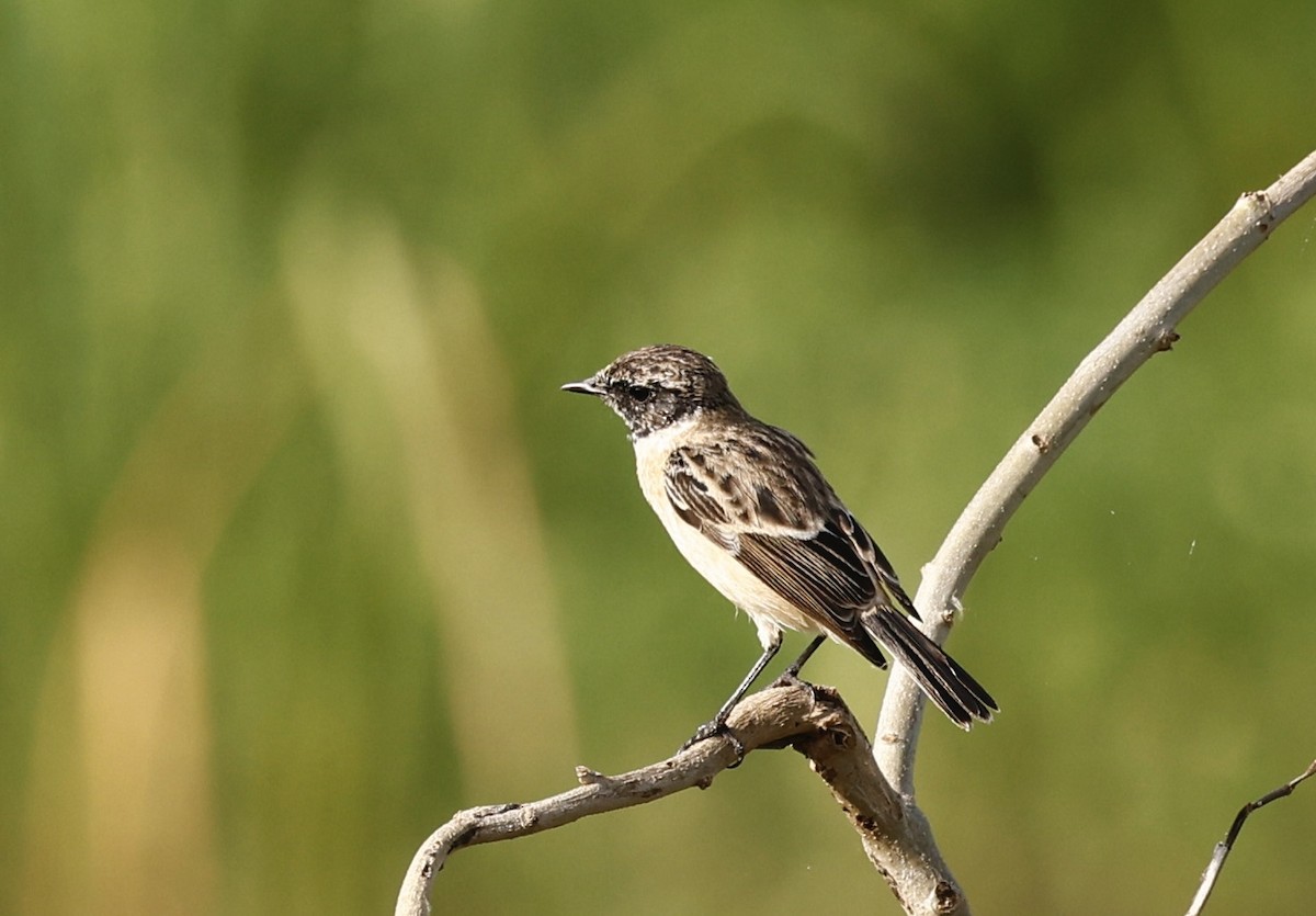 Сибирский черноголовый чекан - ML644586866