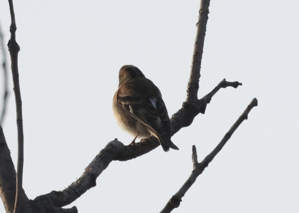 Negu-txonta - ML644586867