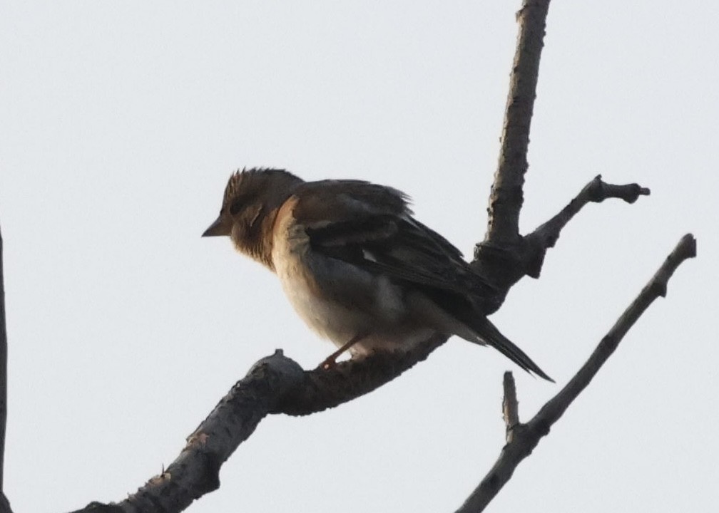 Negu-txonta - ML644586868