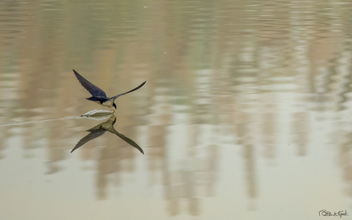 trådstjertsvale - ML644586870