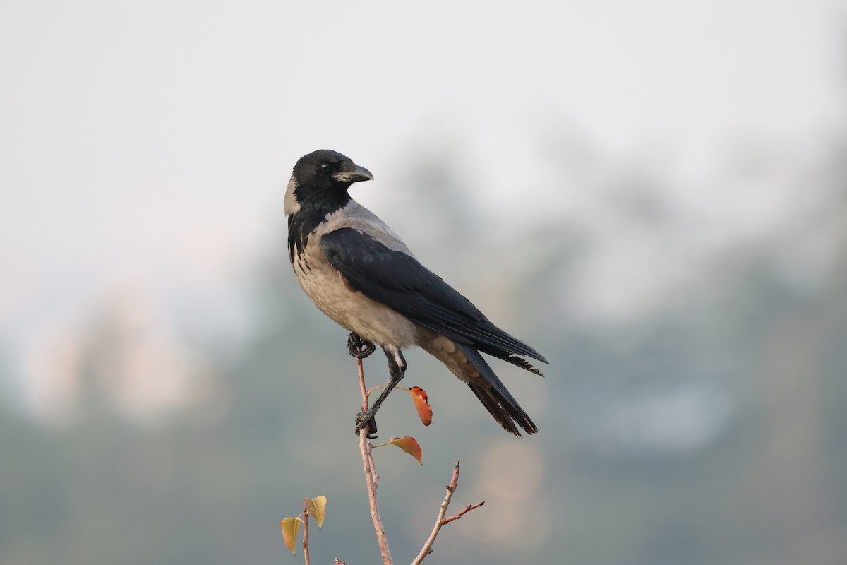 Bele txanoduna - ML644586873