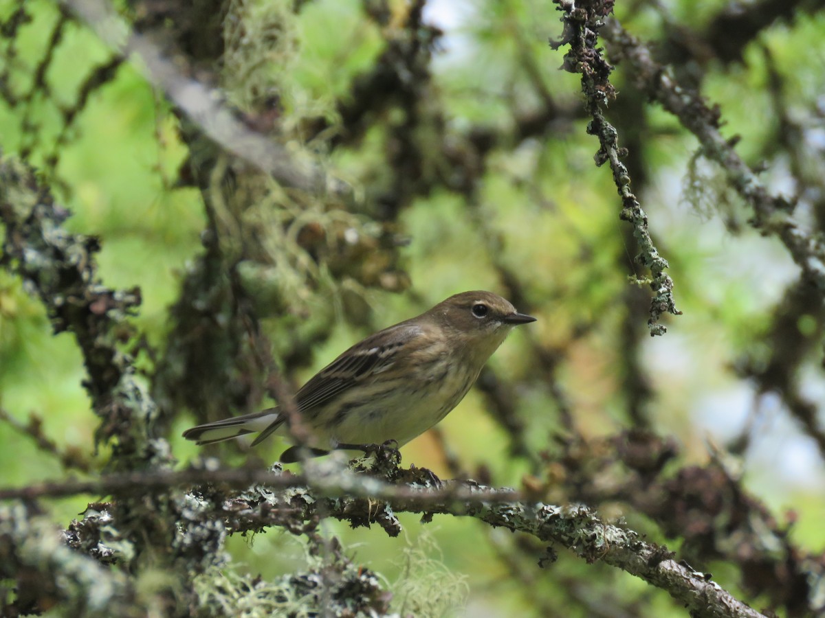 Yellow-rumped Warbler (Myrtle) - ML644586875