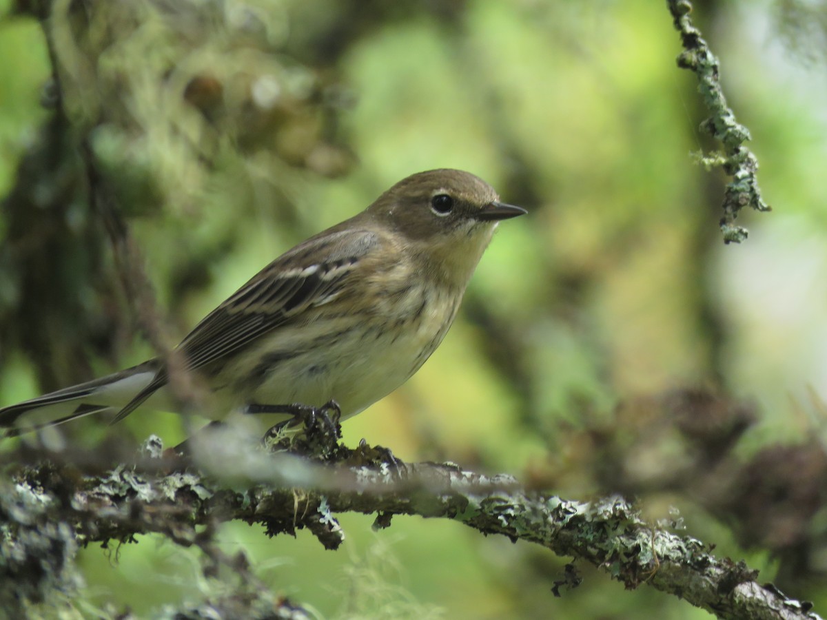 Yellow-rumped Warbler (Myrtle) - ML644586879