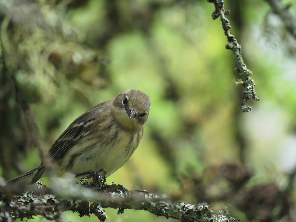 Yellow-rumped Warbler (Myrtle) - ML644586881