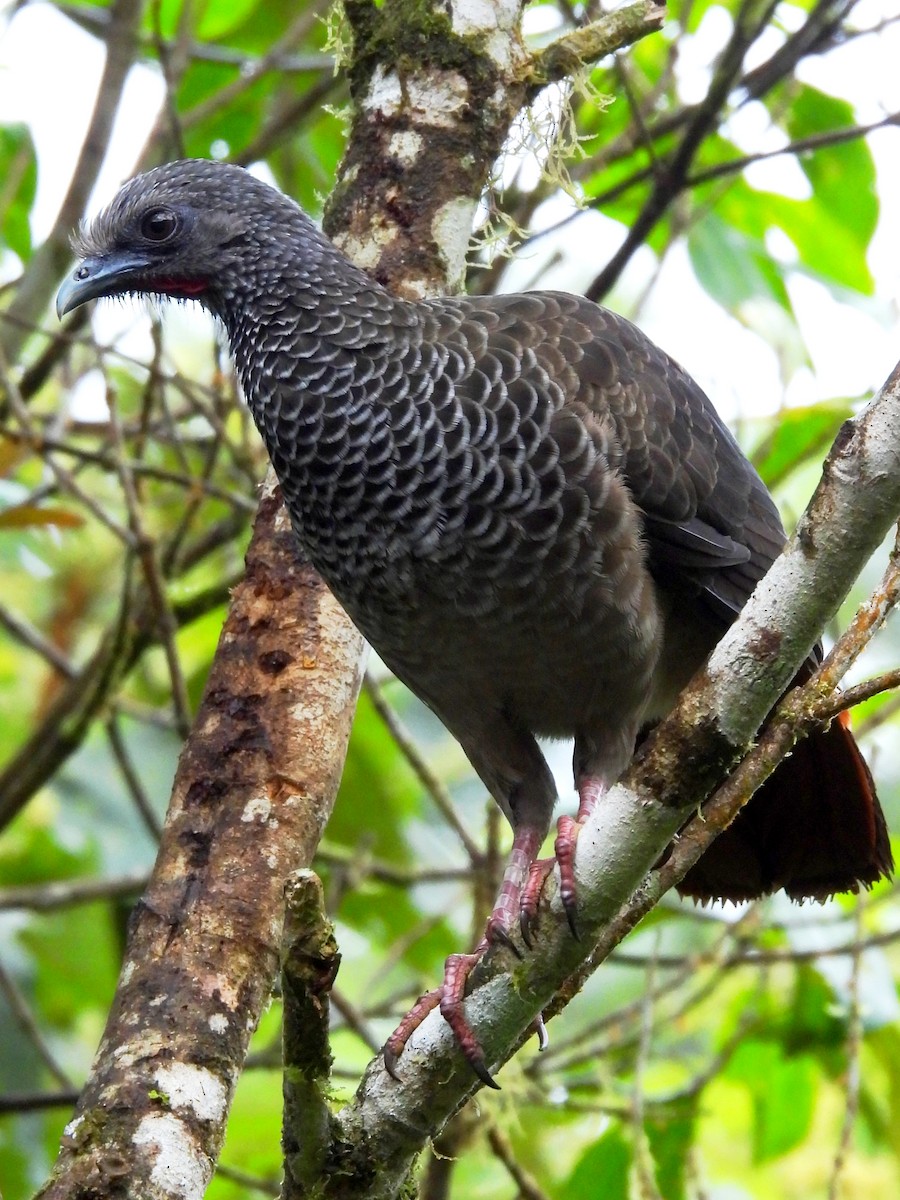 Colombian Chachalaca - ML644586883