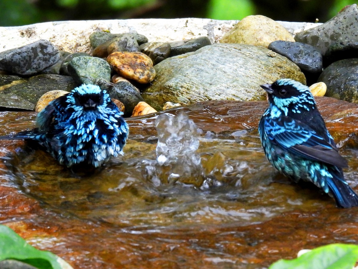 Beryl-spangled Tanager - ML644586895