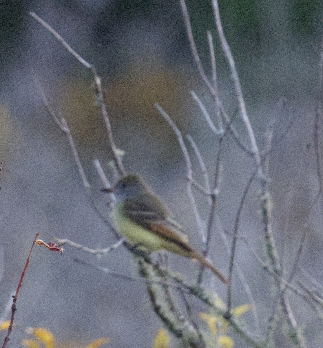 Great Crested Flycatcher - ML644586897