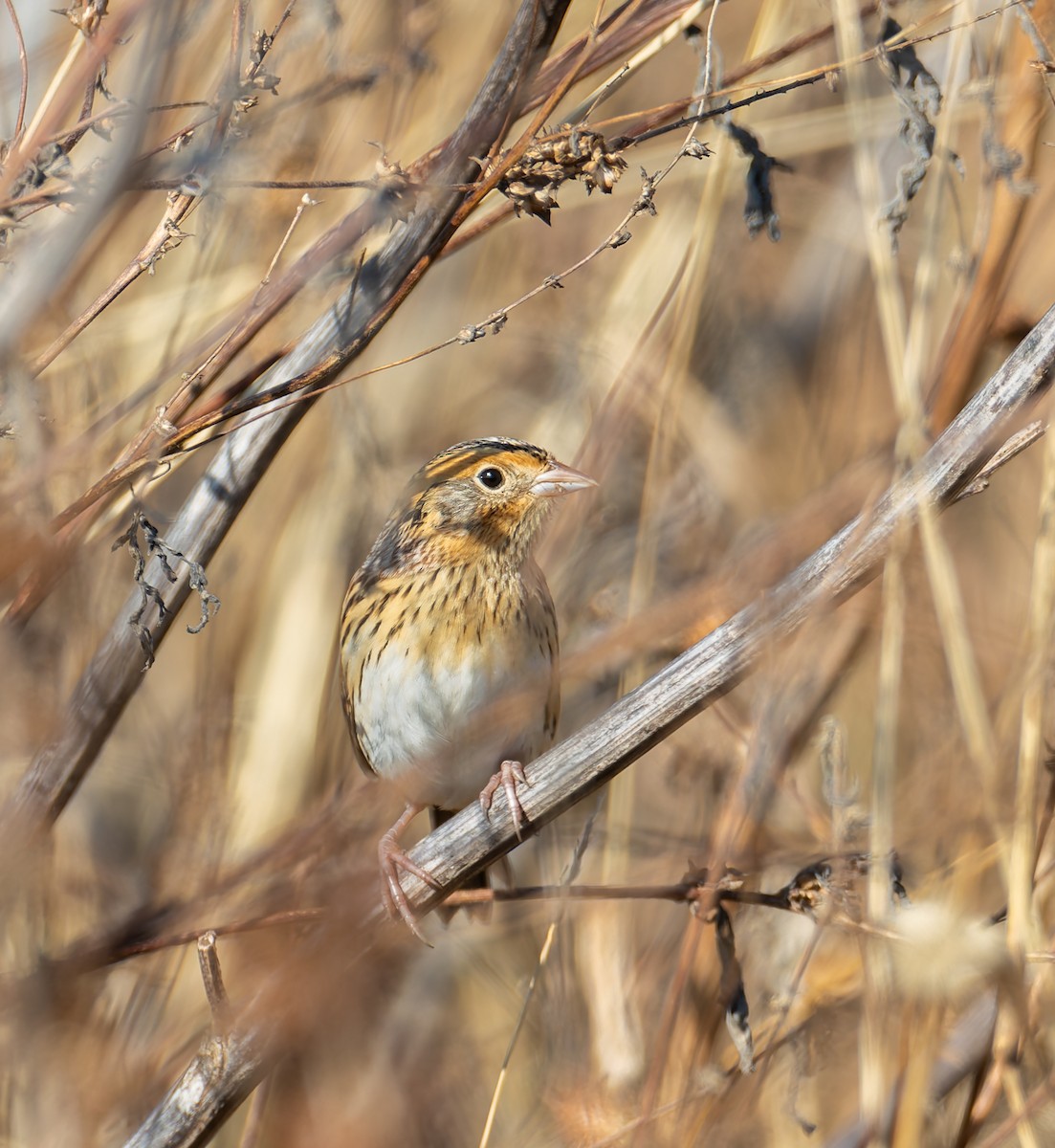 Луговая овсянка-барсучок - ML644586901