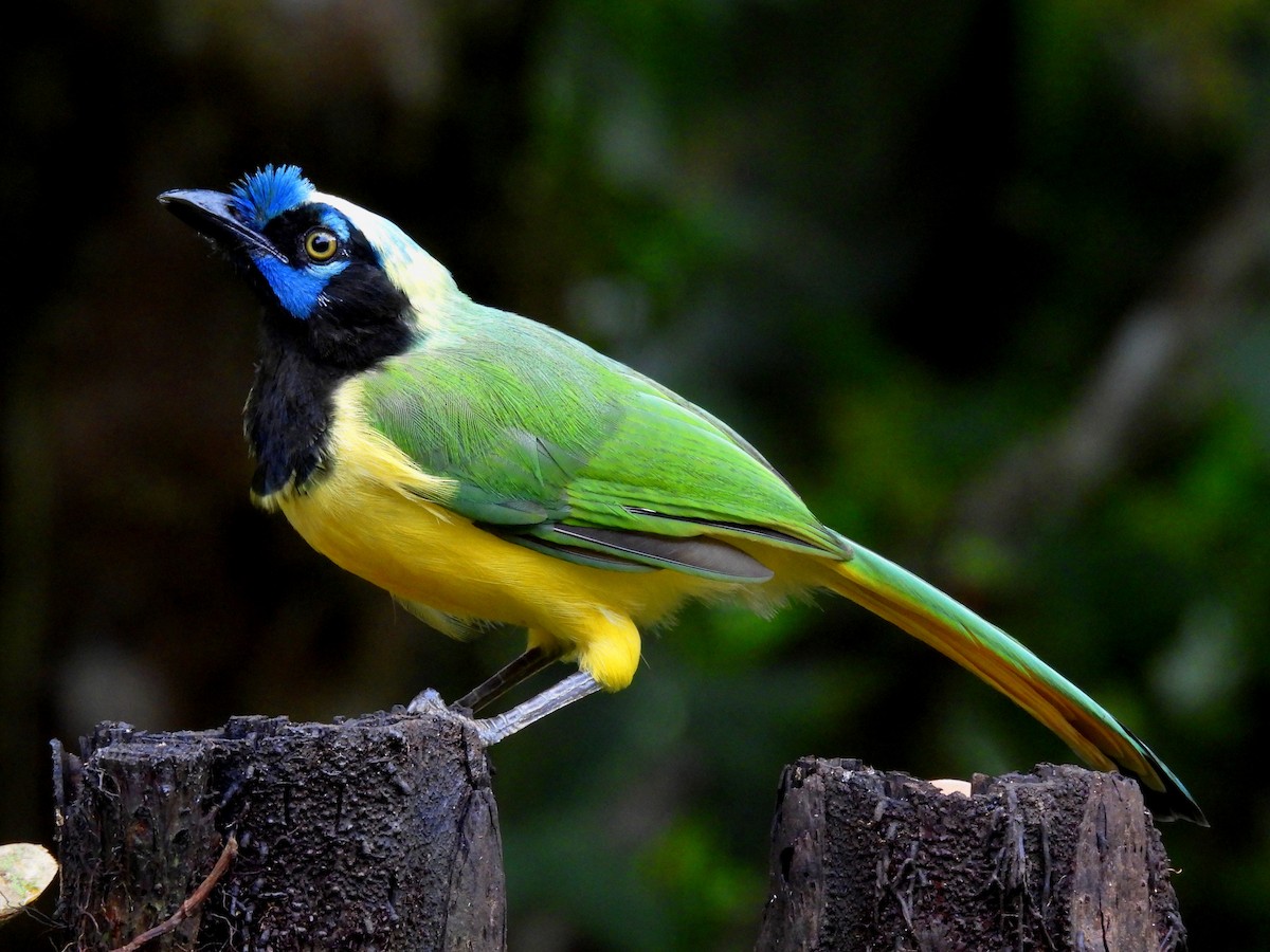 Green Jay - ML644586902