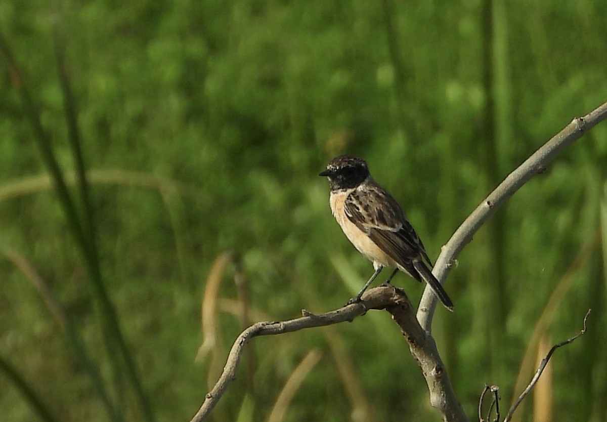 Сибирский черноголовый чекан - ML644586903