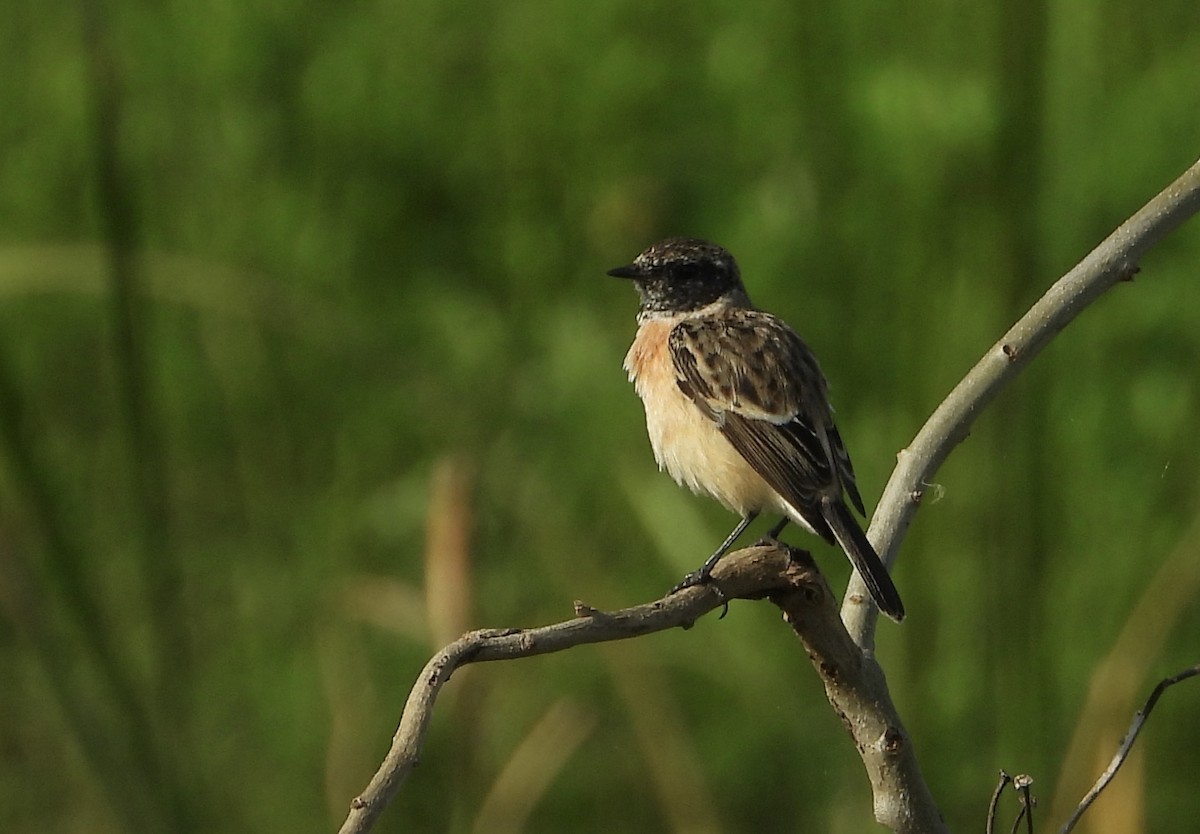 Сибирский черноголовый чекан - ML644586904