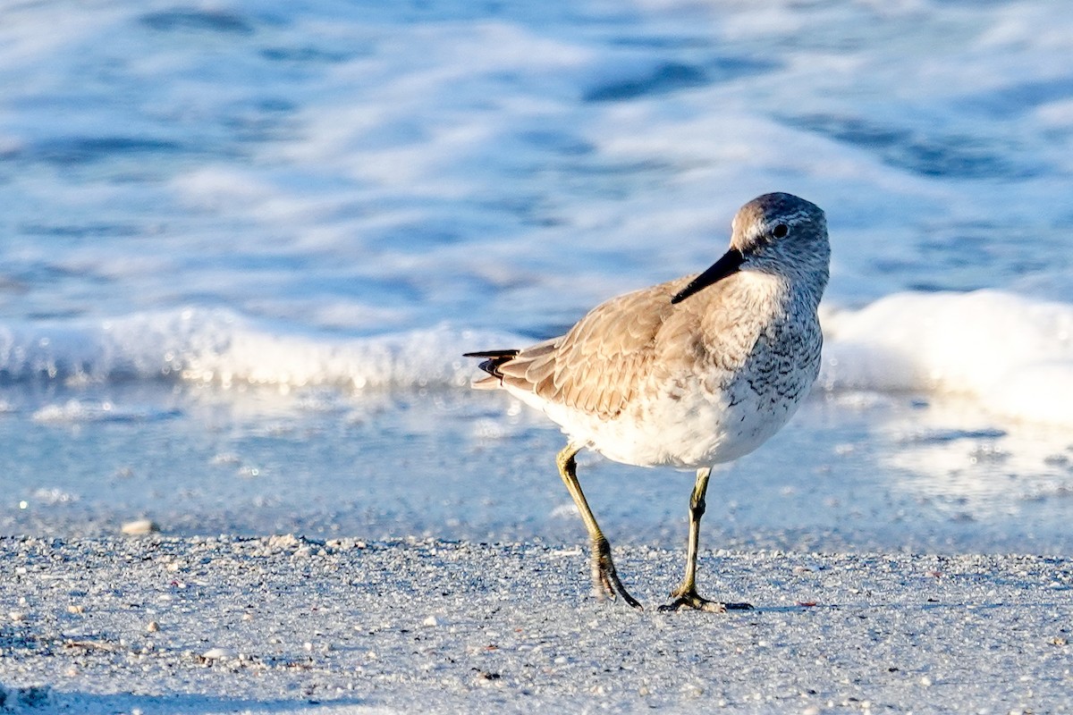 polarsnipe - ML644586906