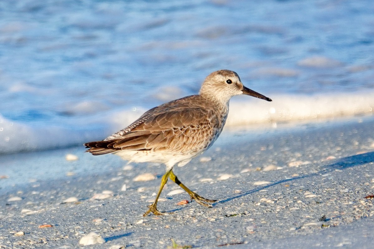 polarsnipe - ML644586907