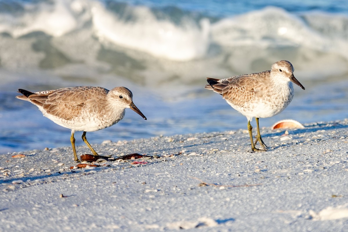 polarsnipe - ML644586908