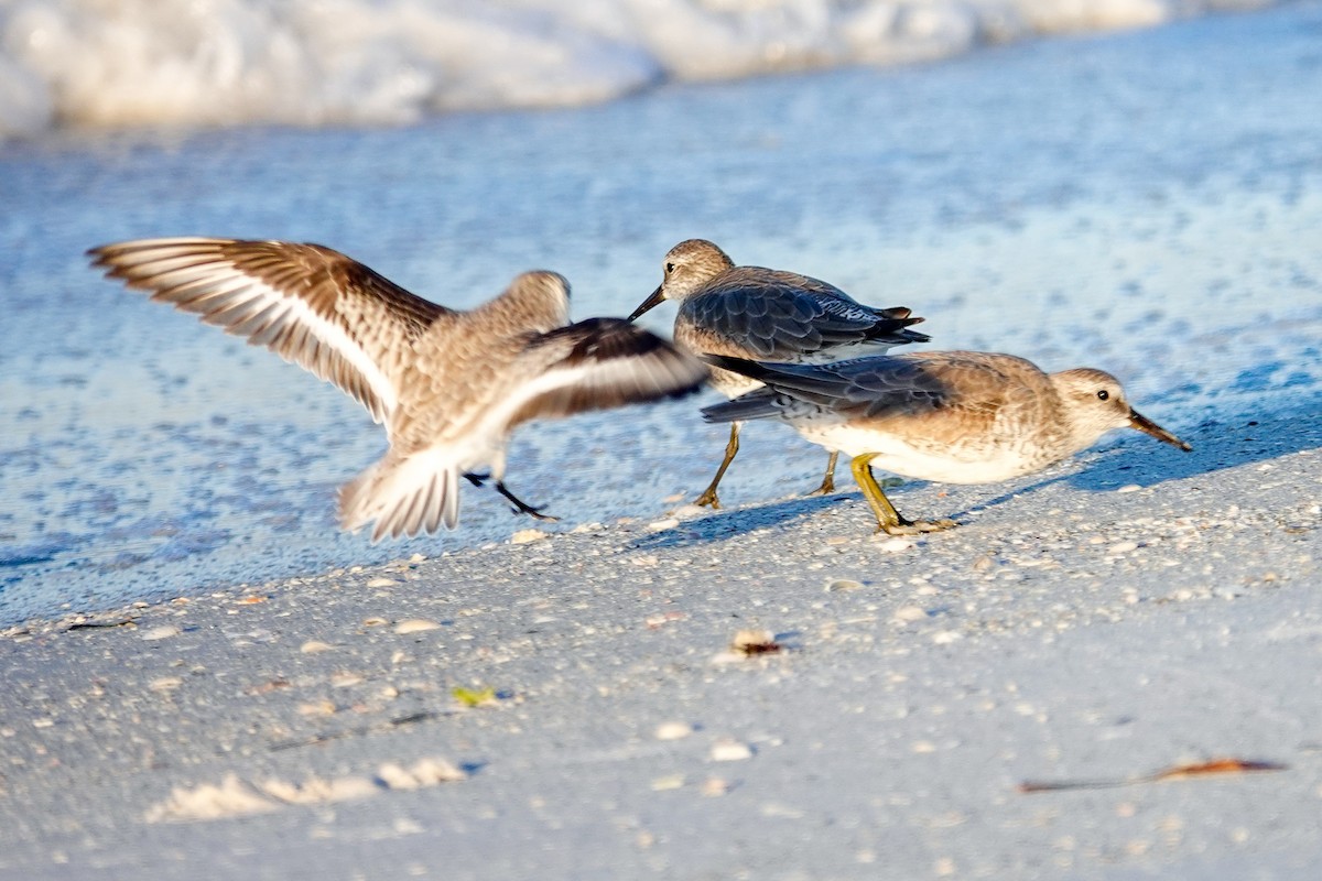 polarsnipe - ML644586909