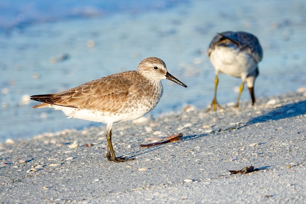 polarsnipe - ML644586911