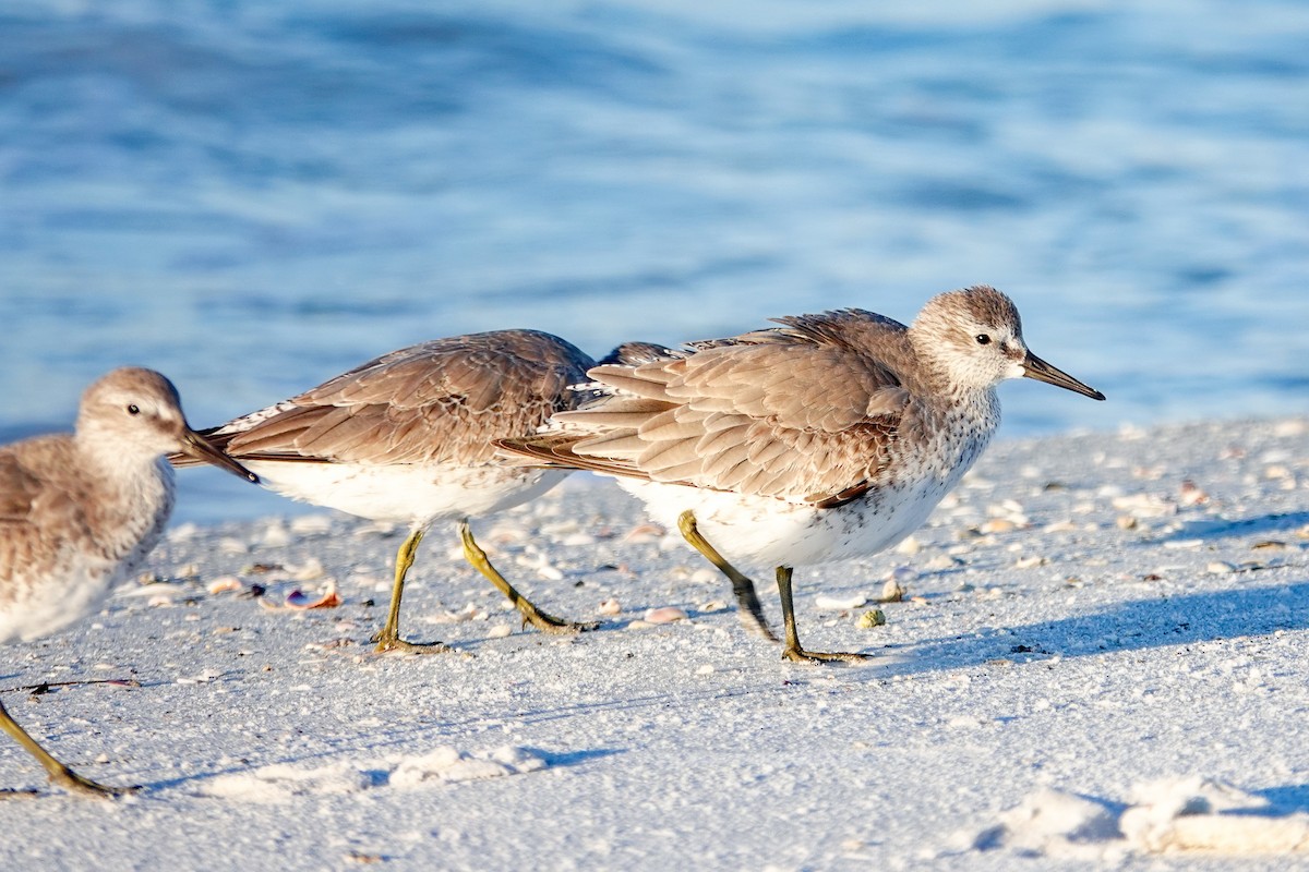 polarsnipe - ML644586912