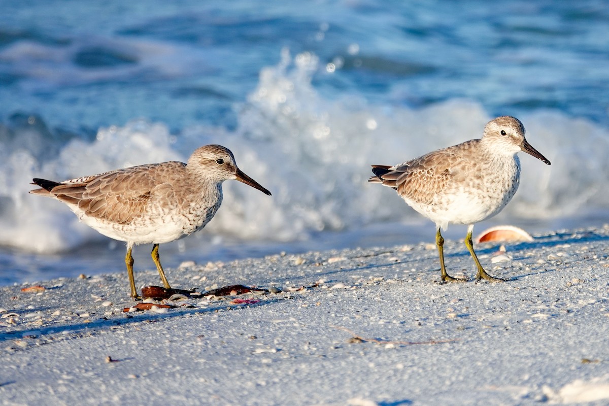 polarsnipe - ML644586913