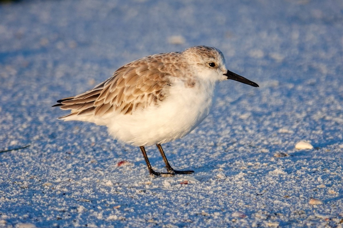 Sanderling - ML644586914
