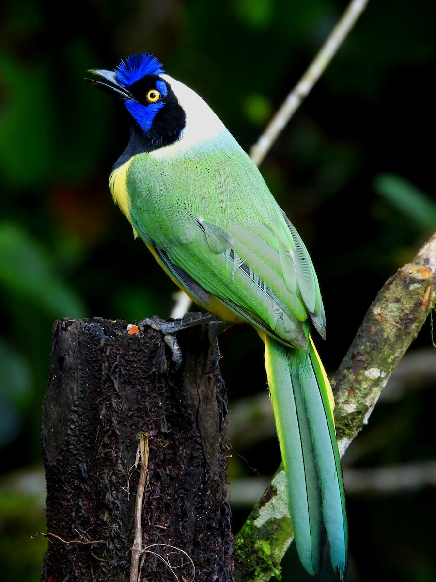 Green Jay - ML644586915